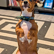 Alvin joined the competition — help win amazing prizes! dog, pet, bow_tie, brown_fur, white_chest, indoor, carpet, patterned_rug, sitting, upright, small_dog, ears_up, looking_up, cute, animal, domestic, floor, shelf, blurred_background, collar