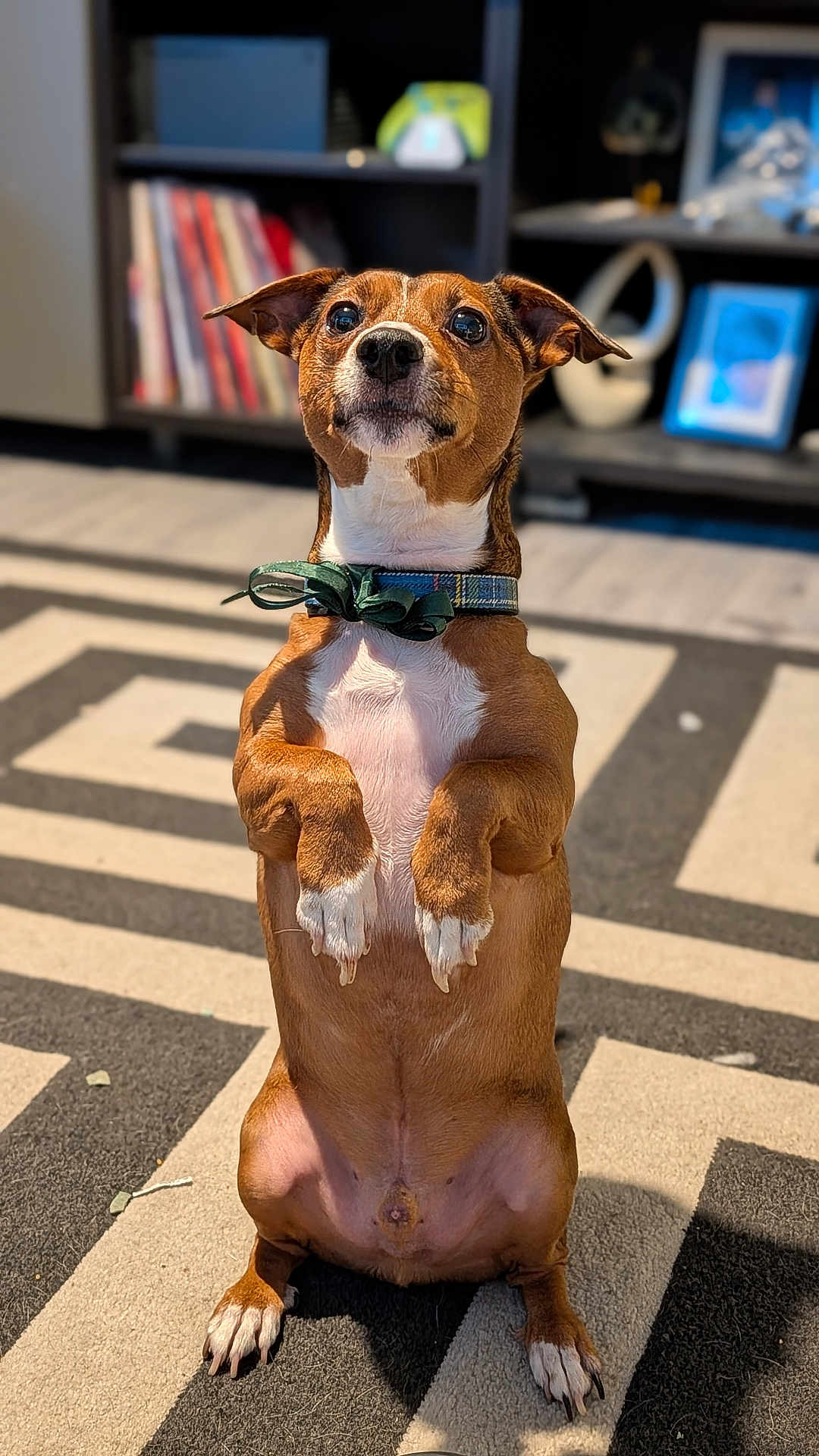 Alvin joined the competition — help win amazing prizes! dog, pet, bow_tie, brown_fur, white_chest, indoor, carpet, patterned_rug, sitting, upright, small_dog, ears_up, looking_up, cute, animal, domestic, floor, shelf, blurred_background, collar