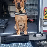 Luffy a rejoint le concours — aidez-le/la à gagner de superbes lots ! alert, animal, brown_dog, cage, canine, collar, dog, guard, industrial, loyal, metal, metal_steps, outdoor, pet, security, sitting, transport, truck, vehicle, working_dog