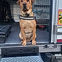 alert, animal, brown_dog, cage, canine, collar, dog, guard, industrial, loyal, metal, metal_steps, outdoor, pet, security, sitting, transport, truck, vehicle, working_dog
