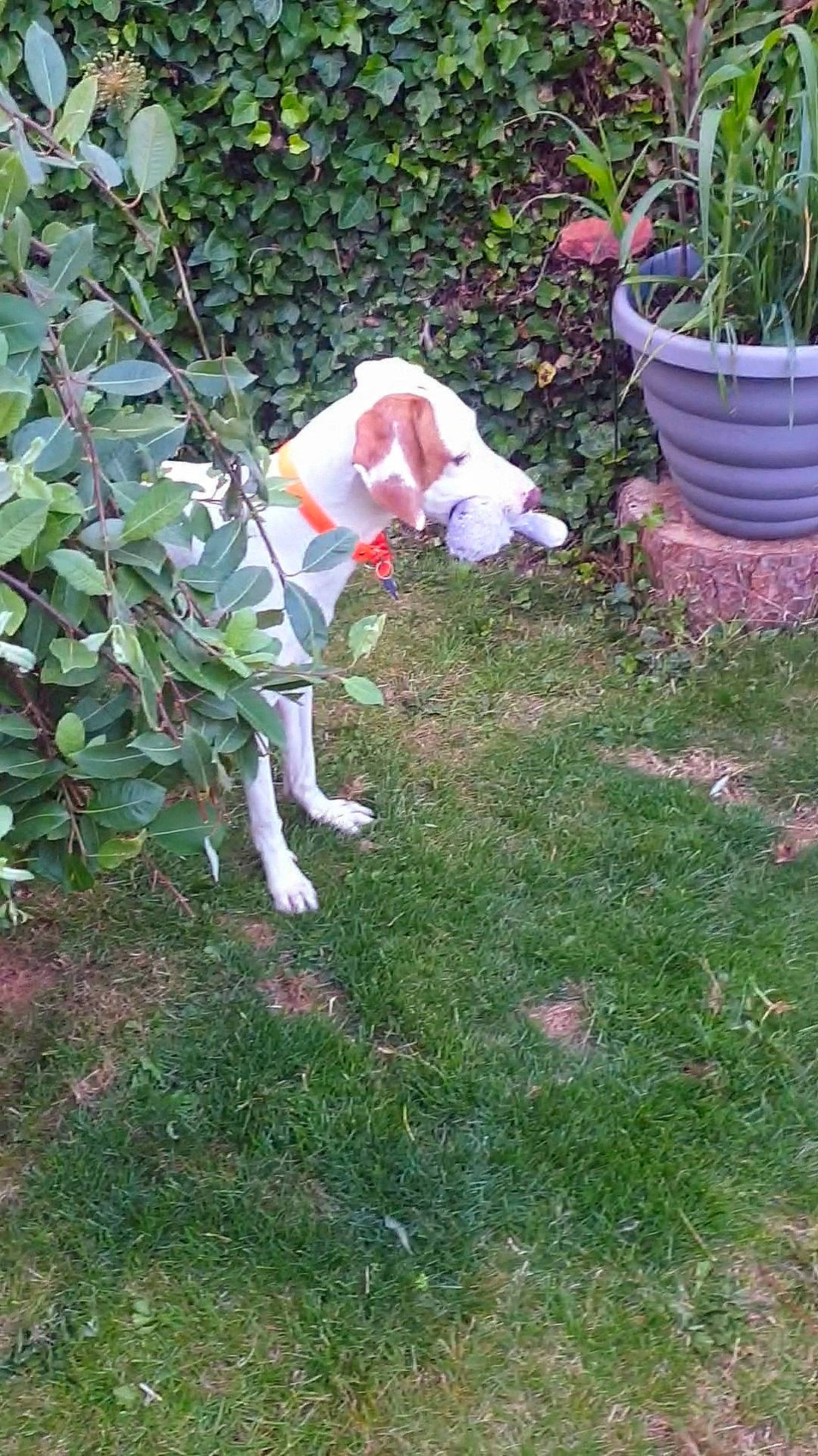 Buzz joined the competition — help win amazing prizes! annual_plant, canidae, carnivore, companion_dog, dog, dog_breed, dog_supply, fawn, flowerpot, garden, grass, groundcover, herb, houseplant, plant, shrub, sporting_group, tail, working_animal, yard