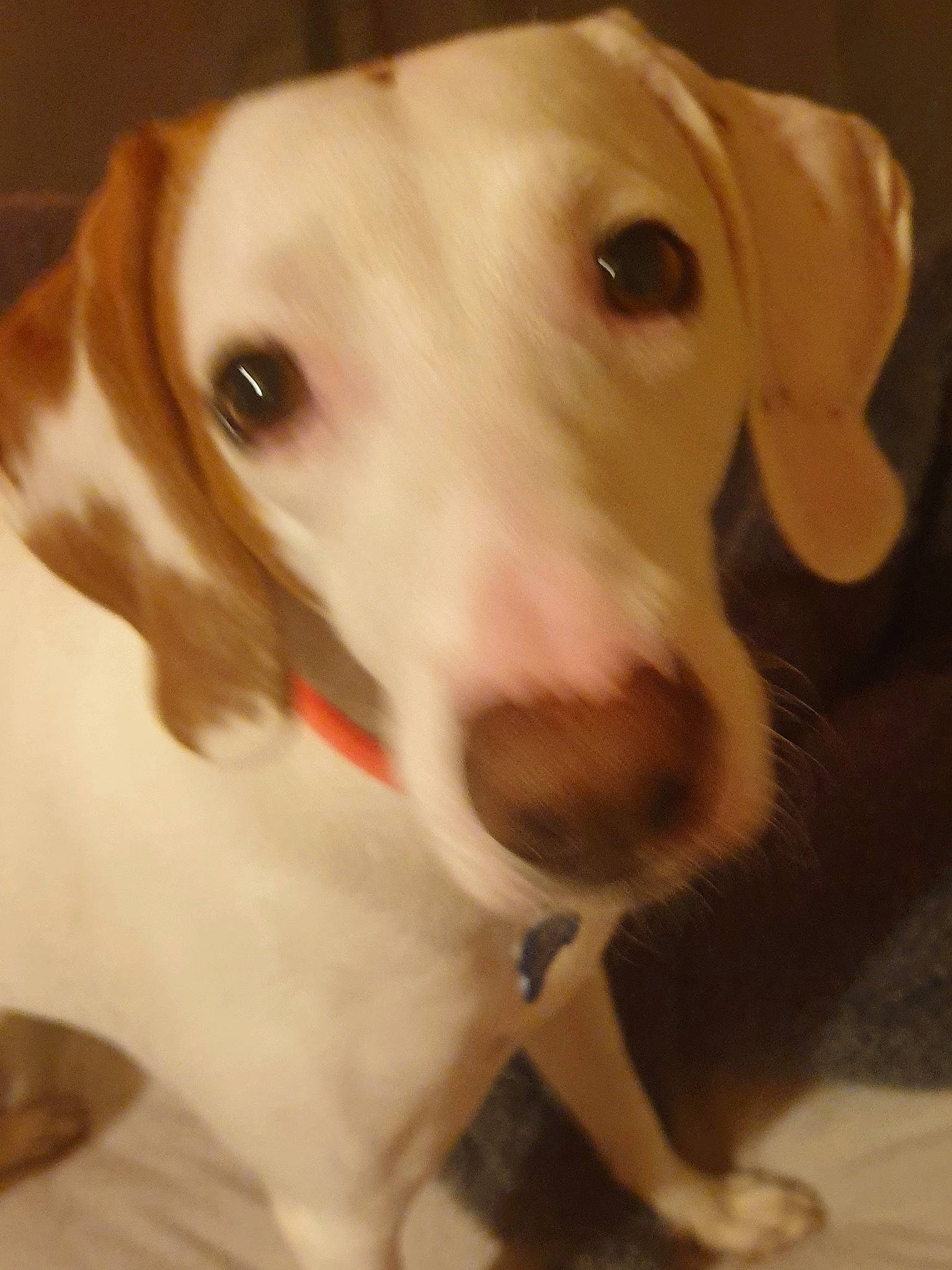 Buzz is registered to the contest to win money with this photo: canidae, carnivore, collar, companion_dog, dog, dog_breed, dog_collar, ear, fang, fawn, fur, gun_dog, liver, pet_supply, retriever, snout, sporting_group, whiskers, white, working_animal