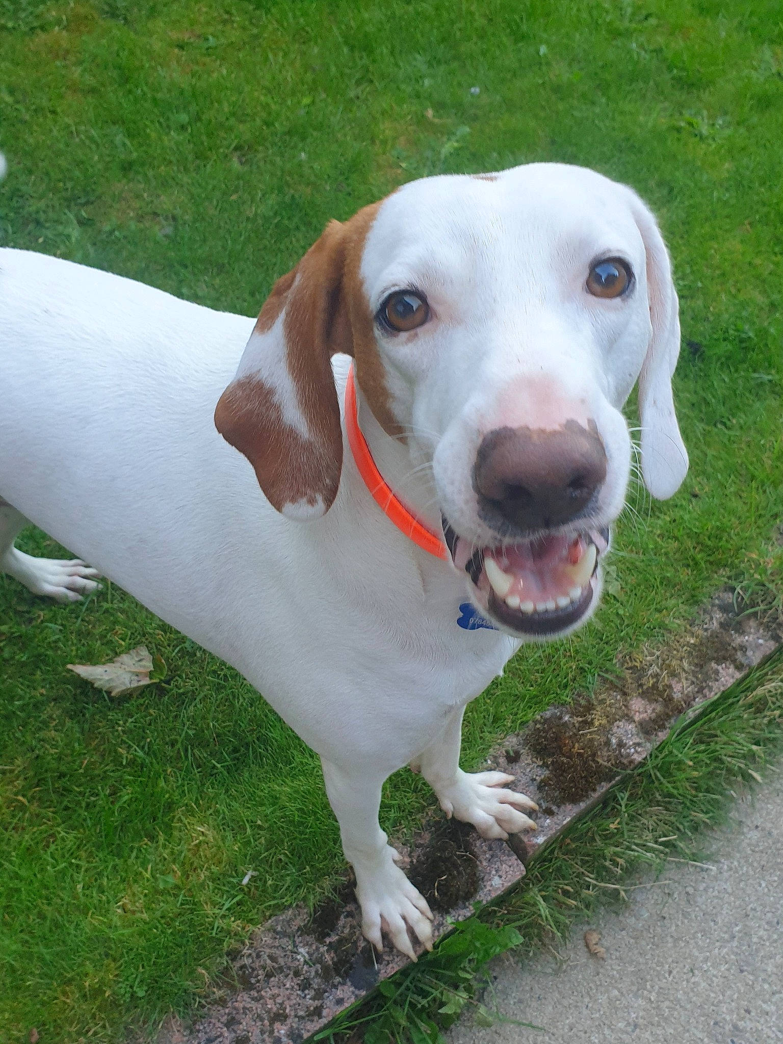 Buzz is registered to the contest to win money with this photo: canidae, carnivore, collar, companion_dog, dog, dog_breed, dog_collar, dog_supply, fawn, grass, hunting_dog, liver, non_sporting_group, pet_supply, snout, sporting_group, whiskers, working_animal