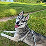 Baloo participe au concours pour gagner de l'argent avec cette photo : dog, husky, grass, leash, tongue_out, outdoor, lake, trees, sky, nature, pet, canine, animal, happy, playful, summer, water, path, park, sunlight