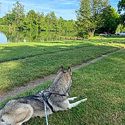 Baloo a rejoint le concours — aidez-le/la à gagner de superbes lots ! dog, husky, grass, lake, water, trees, sky, leash, outdoor, nature, park, calm, relaxation, summer, greenery, path, sunlight, daytime, canine, animal