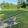 dog, husky, grass, lake, water, trees, sky, leash, outdoor, nature, park, calm, relaxation, summer, greenery, path, sunlight, daytime, canine, animal