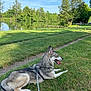 Baloo a rejoint le concours — aidez-le/la à gagner de superbes lots ! dog, canine, outdoor, grass, lake, water, sky, trees, leash, panting, sunny, nature, resting, animal, pet, summer, greenery, path, harness, relaxing