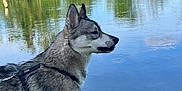 Baloo a rejoint le concours — aidez-le/la à gagner de superbes lots ! dog, husky, water, lake, grass, outdoor, nature, reflection, trees, leash, canine, pet, animal, daylight, side_view, fur, muzzle, calm, peaceful, blue_sky
