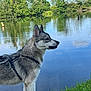 dog, husky, water, lake, grass, outdoor, nature, reflection, trees, leash, canine, pet, animal, daylight, side_view, fur, muzzle, calm, peaceful, blue_sky