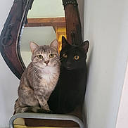 Titine Et Spirou participe au concours pour gagner de l'argent avec cette photo : cat, gray_tabby, black_cat, sitting, curious, mirror, wooden_frame, stool, indoor, feline, pets, close_together, reflection, wall, floor, shoes, furniture, animal, companions, domestic