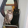cat, gray_tabby, black_cat, sitting, curious, mirror, wooden_frame, stool, indoor, feline, pets, close_together, reflection, wall, floor, shoes, furniture, animal, companions, domestic