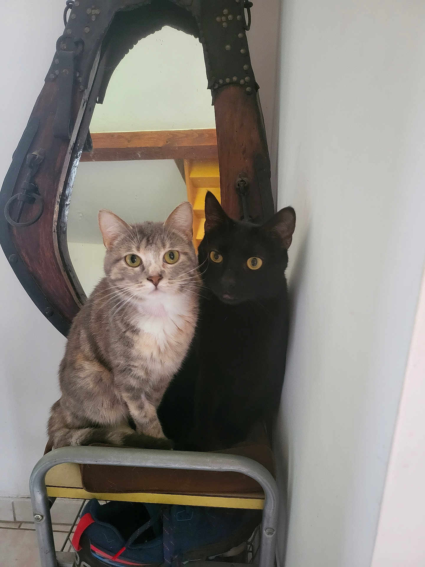 Titine Et Spirou participe au concours pour gagner de l'argent avec cette photo : cat, gray_tabby, black_cat, sitting, curious, mirror, wooden_frame, stool, indoor, feline, pets, close_together, reflection, wall, floor, shoes, furniture, animal, companions, domestic