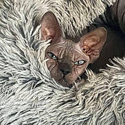Ofelia a rejoint le concours — aidez-le/la à gagner de superbes lots ! sphynx_cat, cat, wrinkled_skin, blanket, fluffy, shaggy, pet, animal, indoor, cozy, fur_texture, ears, face, eyes, resting, cute, feline, portrait, comfort, relaxation