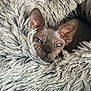 sphynx_cat, cat, wrinkled_skin, blanket, fluffy, shaggy, pet, animal, indoor, cozy, fur_texture, ears, face, eyes, resting, cute, feline, portrait, comfort, relaxation