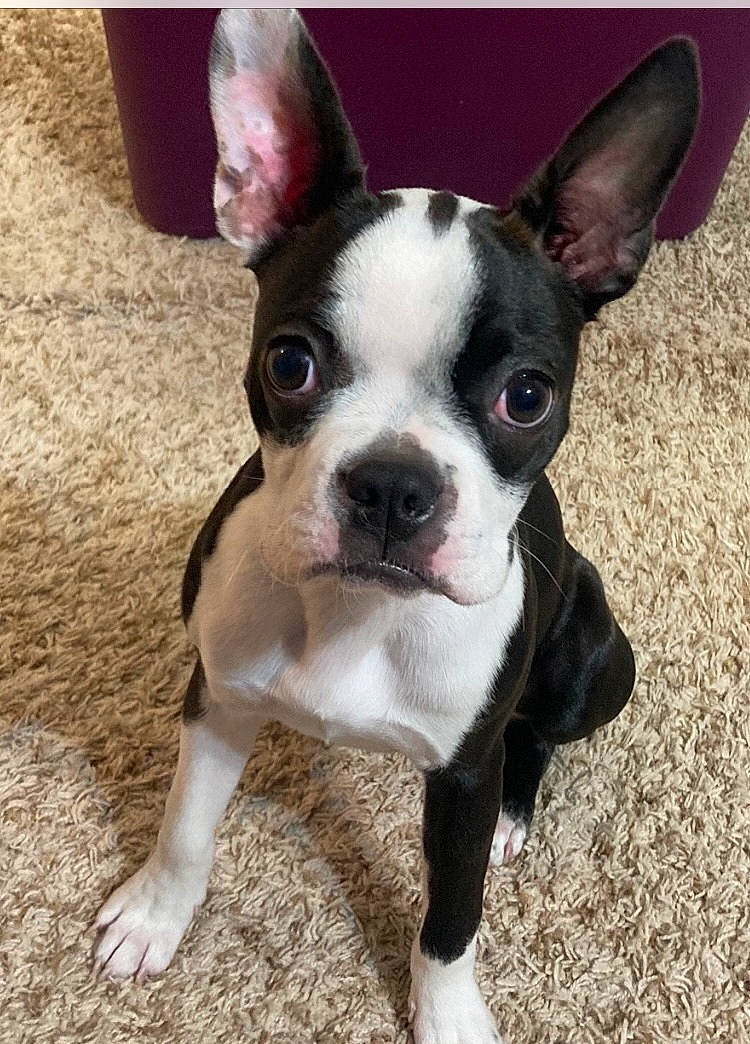 Ellie is registered to the contest to win money with this photo: boston_terrier, bulldog, canidae, carnivore, collar, companion_dog, dog, dog_breed, dog_collar, ear, eye, fawn, fur, head, human_body, snout, sporting_group, toy_dog, whiskers, working_animal