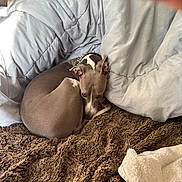 Wednesday joined the competition — help win amazing prizes! dog, brown_blanket, gray_comforter, spiked_collar, resting, curled_up, pet, indoor, cozy, fur, sleepy, small_dog, animal, bed, blanket, furniture, cute, domestic_animal, snuggled, relaxed