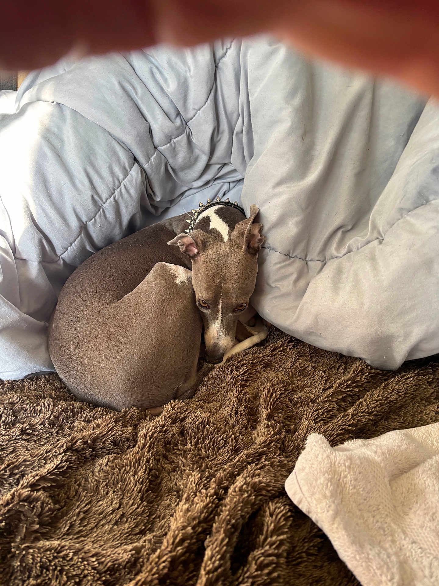 Wednesday joined the competition — help win amazing prizes! dog, brown_blanket, gray_comforter, spiked_collar, resting, curled_up, pet, indoor, cozy, fur, sleepy, small_dog, animal, bed, blanket, furniture, cute, domestic_animal, snuggled, relaxed