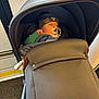 Stanley is registered to the contest to win money with this photo: baby, sleeping, stroller, pacifier, beanie, blanket, public_transport, window, hand, cozy, child, infant, clothing, comfort, transportation, cute, headwear, indoor, seat, relaxation