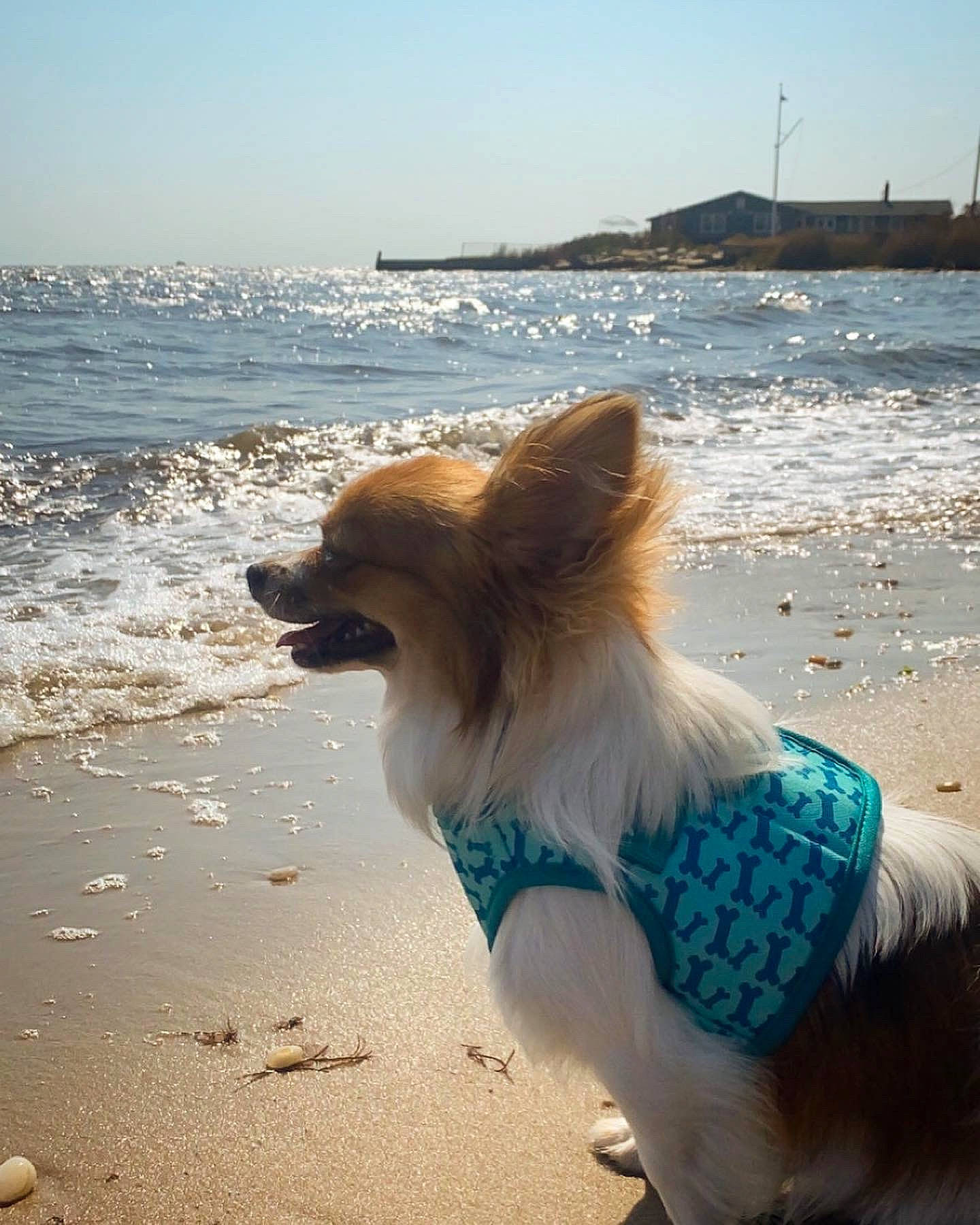 Leo is registered to the contest to win money with this photo: beach, canidae, carnivore, coast, companion_dog, dog, dog_breed, fun, ocean, pembroke_welsh_corgi, pomeranian, sand, sea, sky, summer, vacation, welsh_corgi