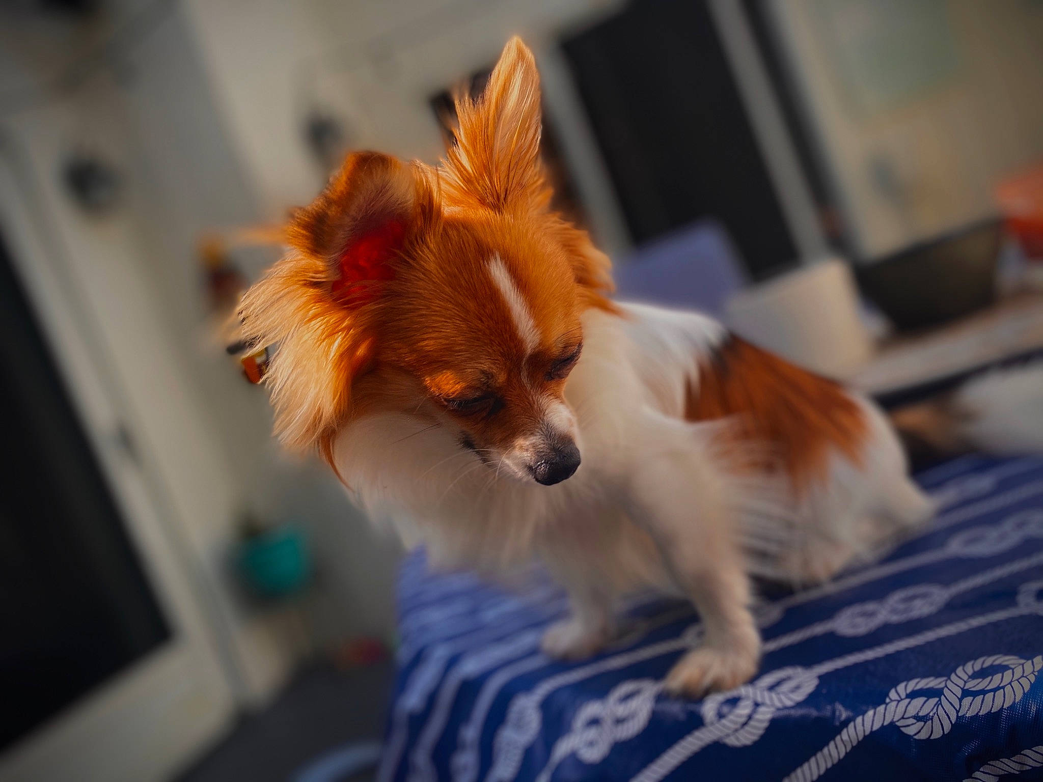 Leo is registered to the contest to win money with this photo: canidae, carnivore, companion_dog, dog, dog_breed, fawn, mammal, papillon, phalene, pomeranian, puppy, snout, spaniel, sporting_group, toy_dog