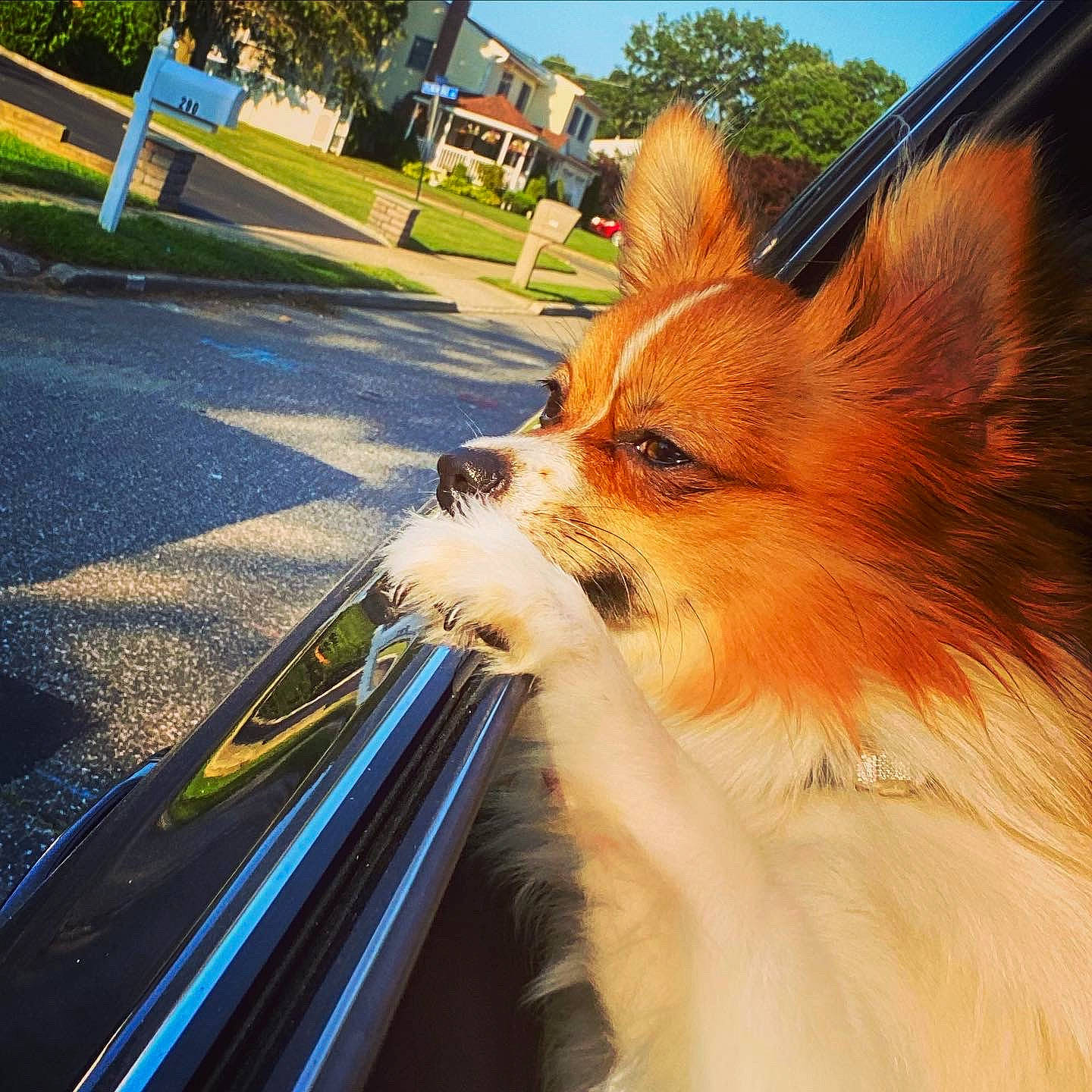 Leo joined the competition — help win amazing prizes! canidae, car, carnivore, companion_dog, dog, dog_breed, fawn, papillon, pomeranian, road, spitz, sporting_group, toy_dog, vehicle, whiskers