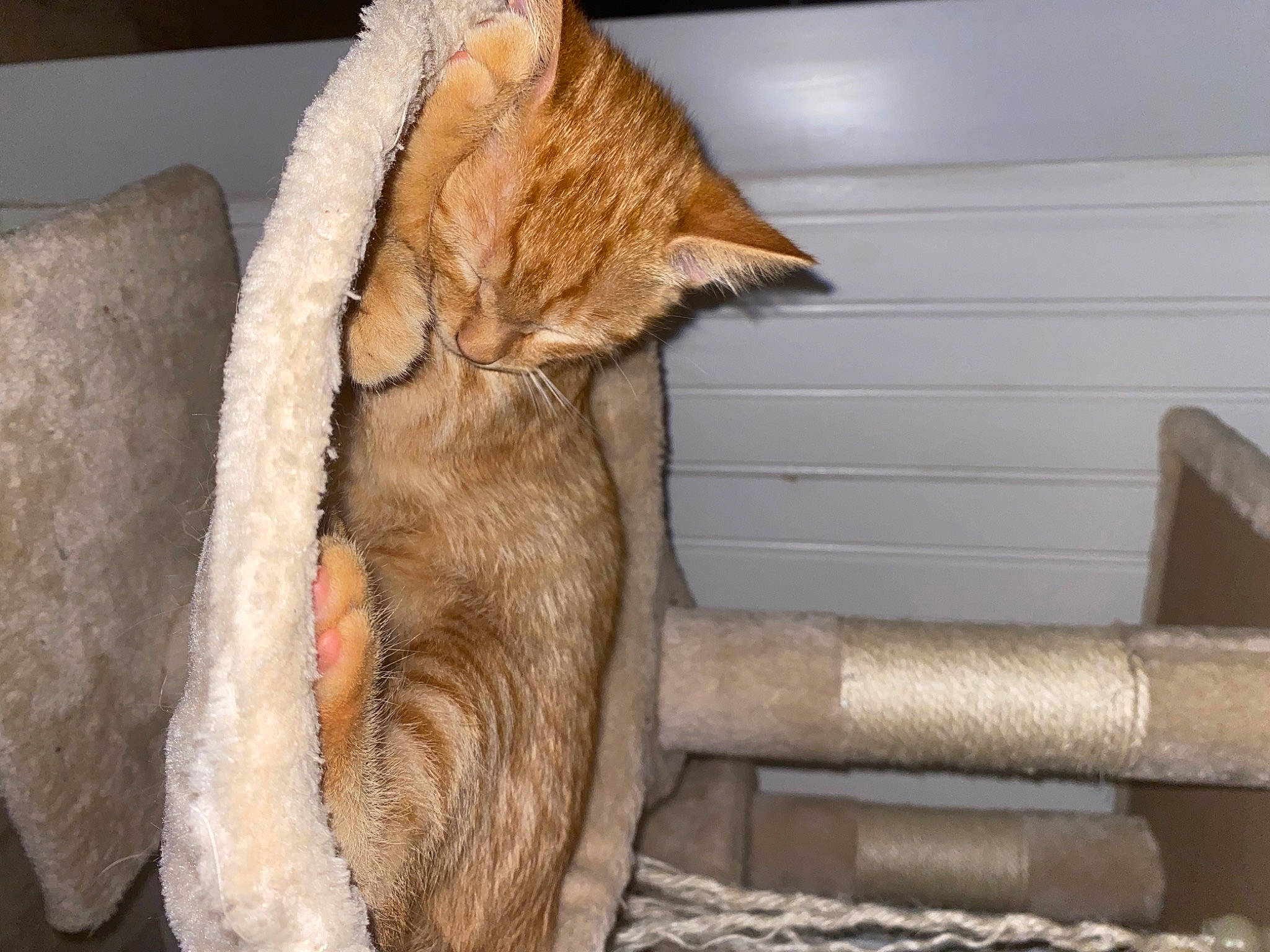 Archie Et Nate a rejoint le concours — aidez-le/la à gagner de superbes lots ! carnivore, cat, cat_supply, claw, collar, comfort, companion_dog, dog_breed, domestic_short_haired_cat, fawn, felidae, fur, nap, paw, pet_supply, small_to_medium_sized_cats, snout, tail, whiskers, wood