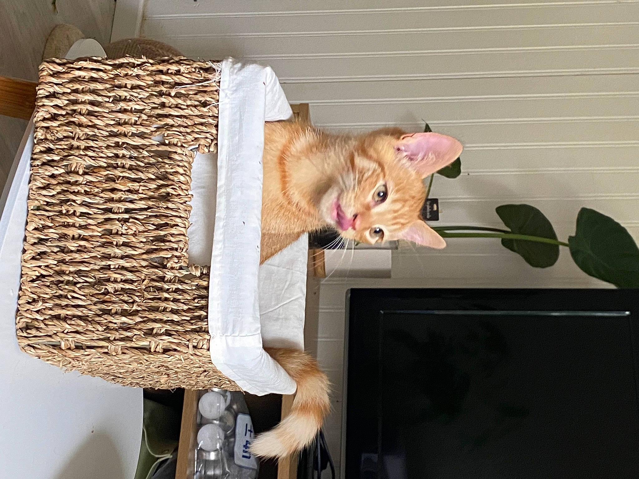 Archie Et Nate a rejoint le concours — aidez-le/la à gagner de superbes lots ! cat, display_device, felidae, fur, home_accessories, houseplant, linens, pattern, plant, rectangle, room, shelf, shelving, small_to_medium_sized_cats, tail, television, wood, wool