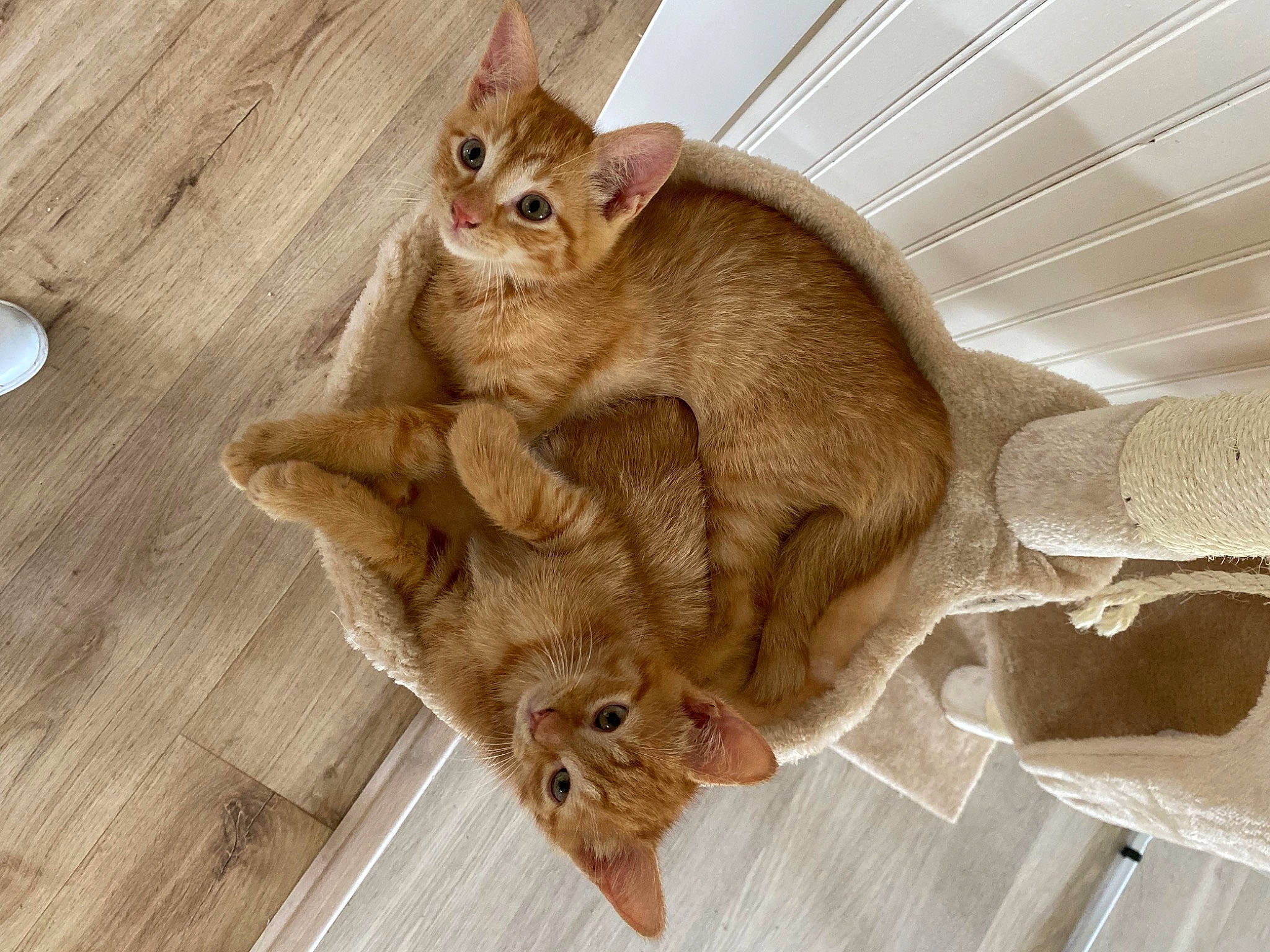 Archie Et Nate a rejoint le concours — aidez-le/la à gagner de superbes lots ! carnivore, cat, comfort, domestic_short_haired_cat, fawn, felidae, flooring, fur, hardwood, paw, small_to_medium_sized_cats, snout, tail, varnish, whiskers, wood