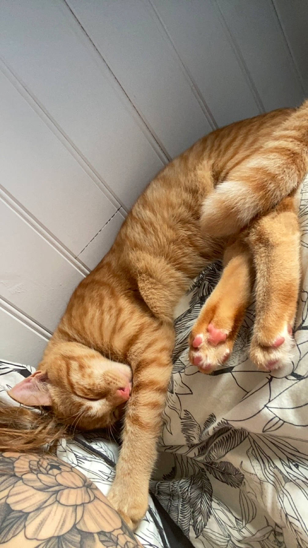 Archie Et Nate participe au concours pour gagner de l'argent avec cette photo : carnivore, cat, claw, comfort, domestic_short_haired_cat, eye, fawn, felidae, foot, fur, human_leg, nap, paw, plant, small_to_medium_sized_cats, snout, tail, terrestrial_animal, whiskers, wood