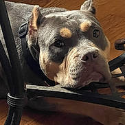 Cleo joined the competition — help win amazing prizes! dog, pitbull, pet, closeup, dog_face, indoor, wood_floor, collar, metal_furniture, chair_leg, brown_tan_markings, wrinkled_muzzle, sad_eyes, lying_down, nose, paw, flooring, portrait, domestic_animal, relaxing