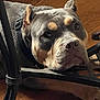 dog, pitbull, pet, closeup, dog_face, indoor, wood_floor, collar, metal_furniture, chair_leg, brown_tan_markings, wrinkled_muzzle, sad_eyes, lying_down, nose, paw, flooring, portrait, domestic_animal, relaxing