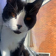 Suede is registered to the contest to win money with this photo: cat, black_and_white, windowsill, window, brick_wall, sky, sunlight, whiskers, close_up, pet, animal, feline, curious, indoor, reflection, paw, tail, face, ears, nose