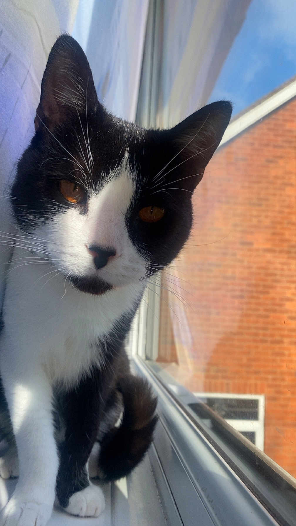 Suede is registered to the contest to win money with this photo: cat, black_and_white, windowsill, window, brick_wall, sky, sunlight, whiskers, close_up, pet, animal, feline, curious, indoor, reflection, paw, tail, face, ears, nose