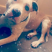 Olaff a rejoint le concours — aidez-le/la à gagner de superbes lots ! american_bulldog, american_pit_bull_terrier, american_staffordshire_terrier, bulldog, canidae, carnivore, companion_dog, dog, dog_breed, dogo_guatemalteco, fawn, non_sporting_group, pit_bull, puppy, snout