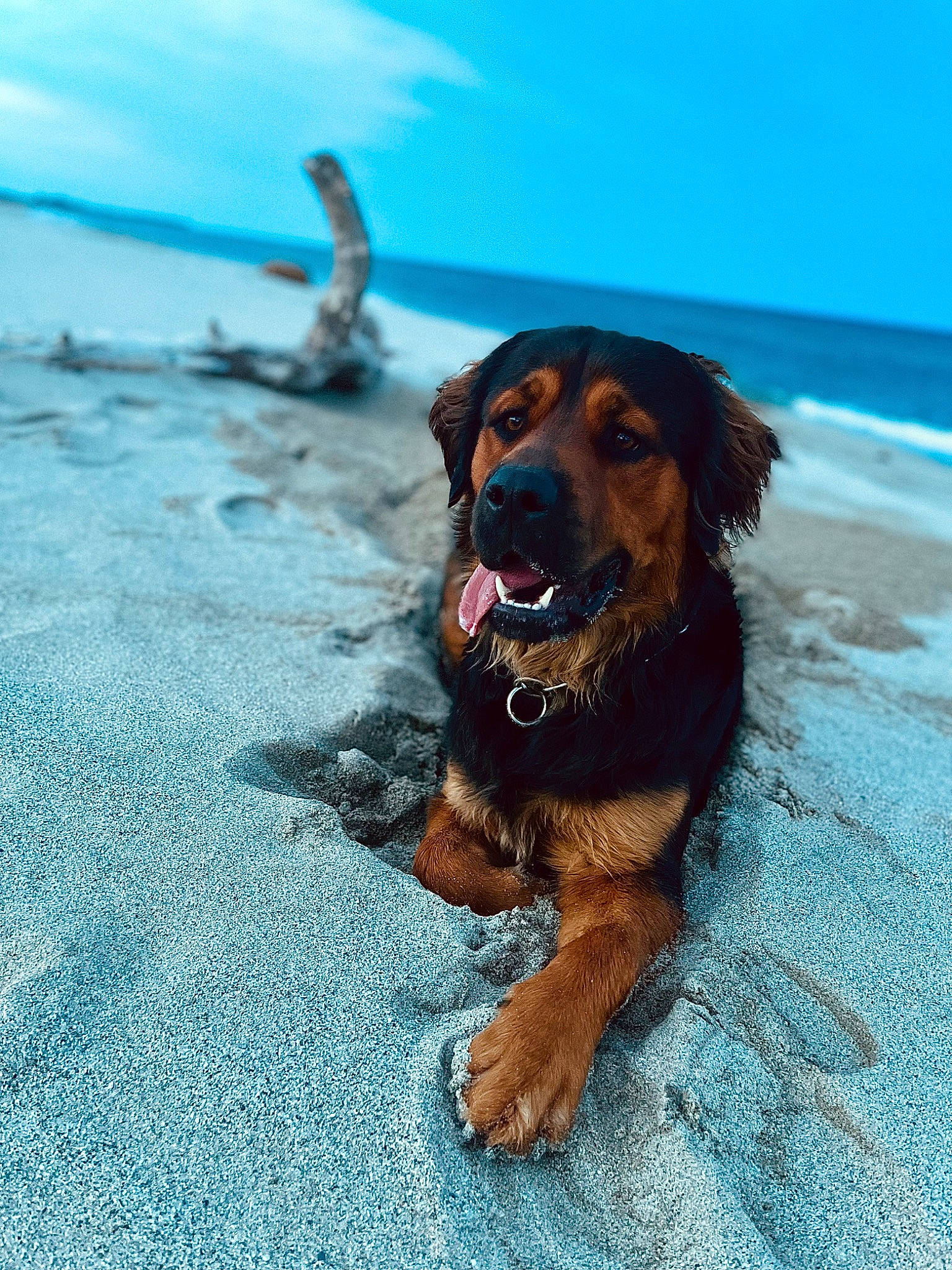 Oslow participe au concours pour gagner de l'argent avec cette photo : azure, ball, beach, blue, carnivore, cloud, coast, companion_dog, dog, dog_breed, electric_blue, fawn, happy, landscape, leisure, sand, sky, snout, summer, water