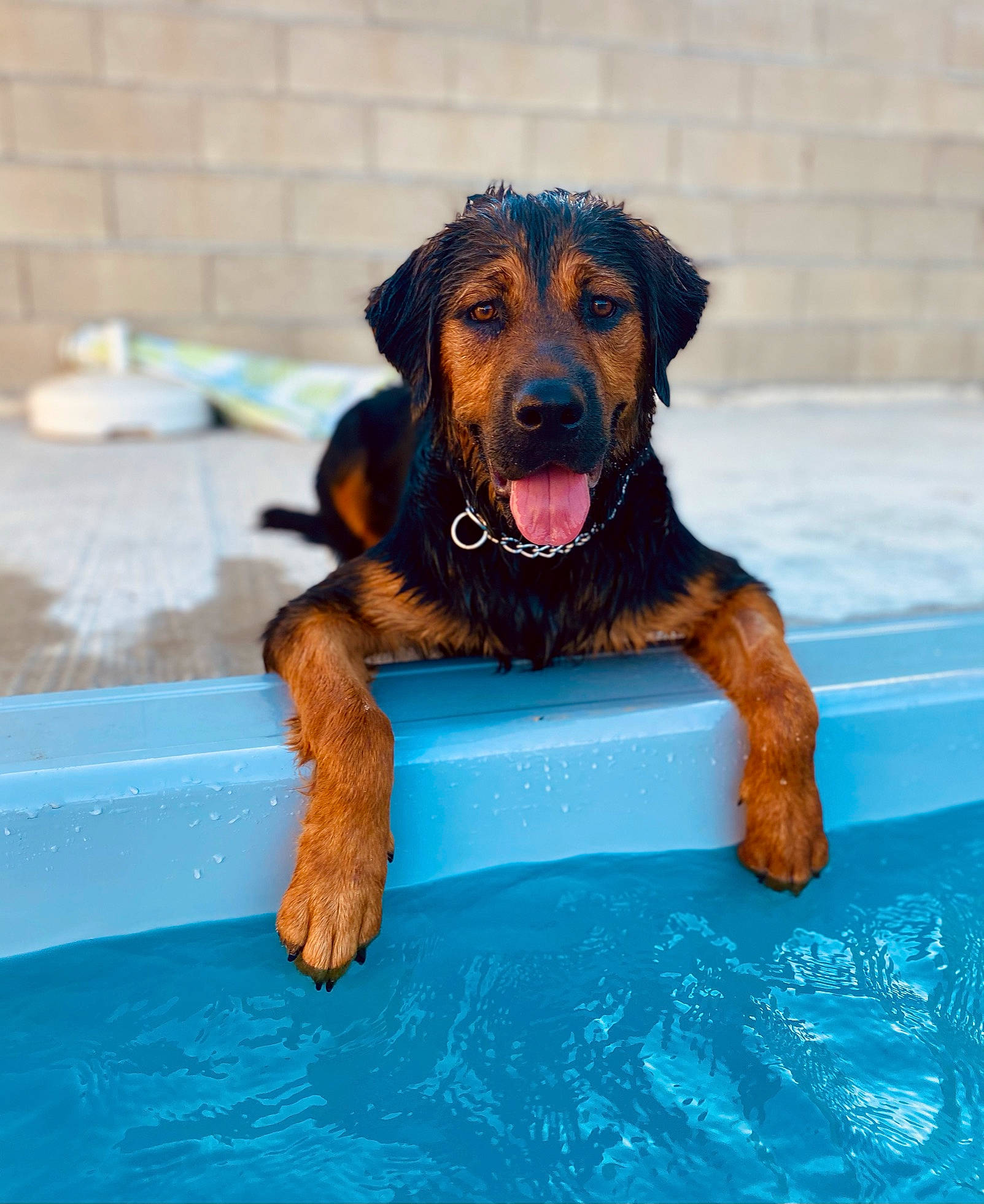 Oslow participe au concours pour gagner de l'argent avec cette photo : ball, bathing, canidae, carnivore, companion_dog, dog, dog_breed, dog_supply, fawn, fun, leisure, liver, mammal, recreation, snout, sporting_group, swimming_pool, vertebrate, water, working_animal