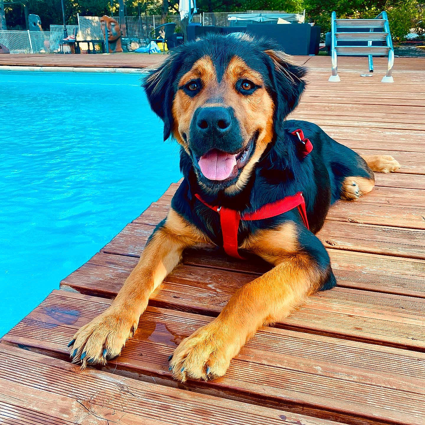 Oslow participe au concours pour gagner de l'argent avec cette photo : blue, carnivore, collar, companion_dog, dog, dog_breed, dog_collar, dog_supply, fawn, hat, hound, leisure, personal_protective_equipment, plant, snout, swimming_pool, umbrella, water, wood, working_animal