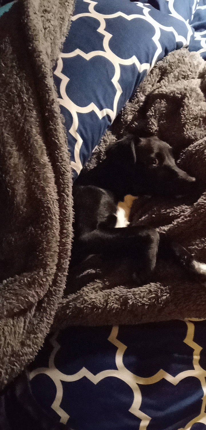 Trixie joined the competition — help win amazing prizes! canidae, carnivore, comfort, companion_dog, darkness, dog, dog_breed, fawn, fur, grey, linens, monochrome, monochrome_photography, paw, rock, sleeve, snout, sporting_group, tints_and_shades, working_animal