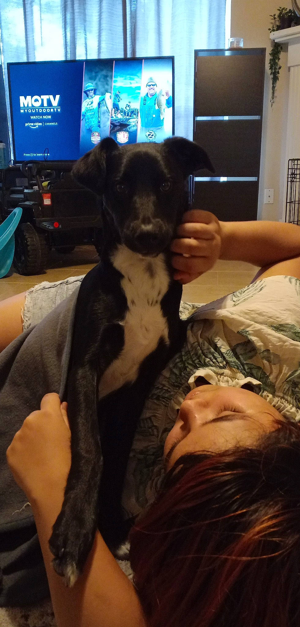 Trixie is registered to the contest to win money with this photo: canidae, carnivore, chair, comfort, companion_dog, dog, dog_breed, ear, fawn, finger, fun, fur, gesture, mammal, room, snout, sporting_group, television, toy_dog, working_animal