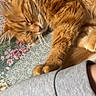 cat, orange_tabby, sleeping, fluffy, paw, quilt, floral_pattern, person, arm, grey_sleeve, cozy, indoor, resting, pet, cute, feline, closeup, soft, relaxing, domestic_animal