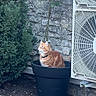 cat, orange_cat, plant_pot, outdoor, stone_wall, shrub, air_conditioner, curious, pet, fur, garden, container, nature, animal, sitting, looking_away, ground, daylight, domestic_cat, plant