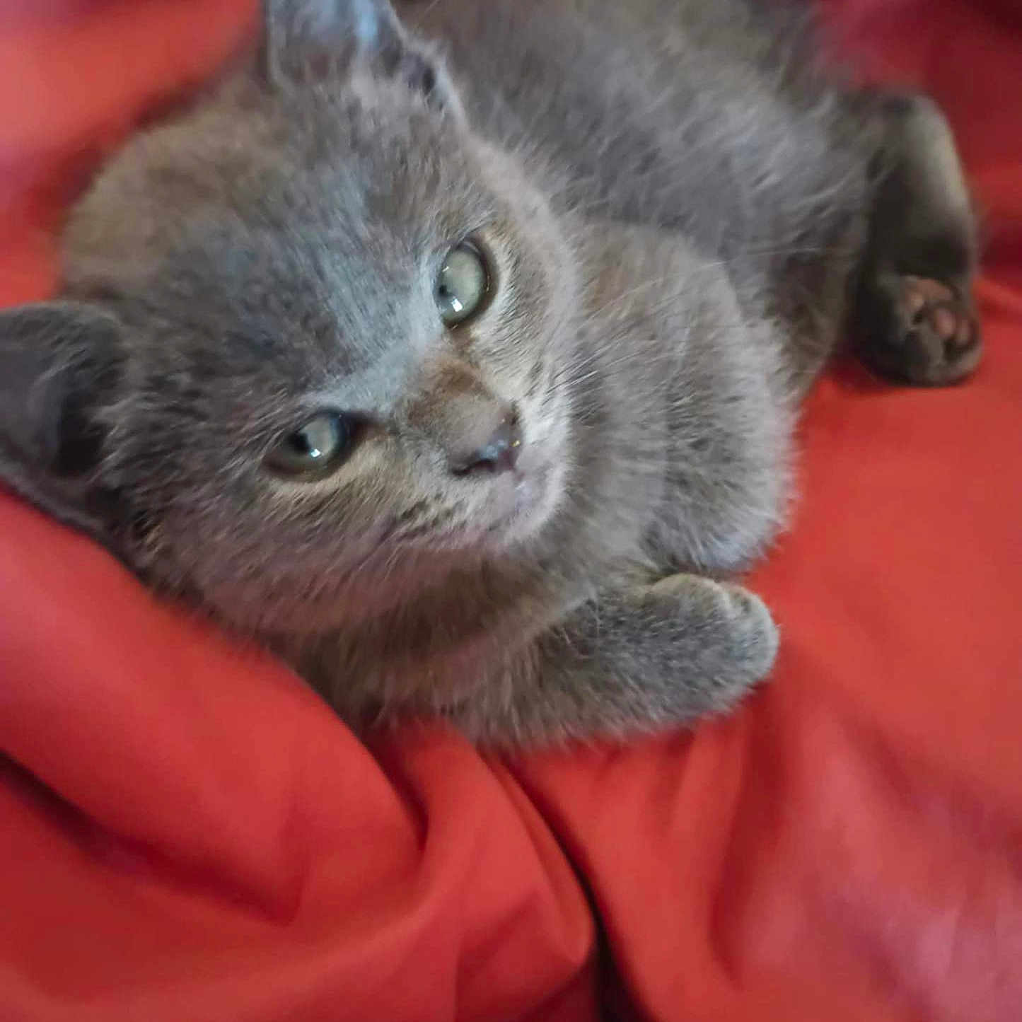 Ella Gene is registered to the contest to win money with this photo: animal, blanket, cat, close_up, cozy, cute, domestic, fur, gray_fur, indoor, kitten, paw, pet, red, resting, sleepy, small, soft, whiskers, young