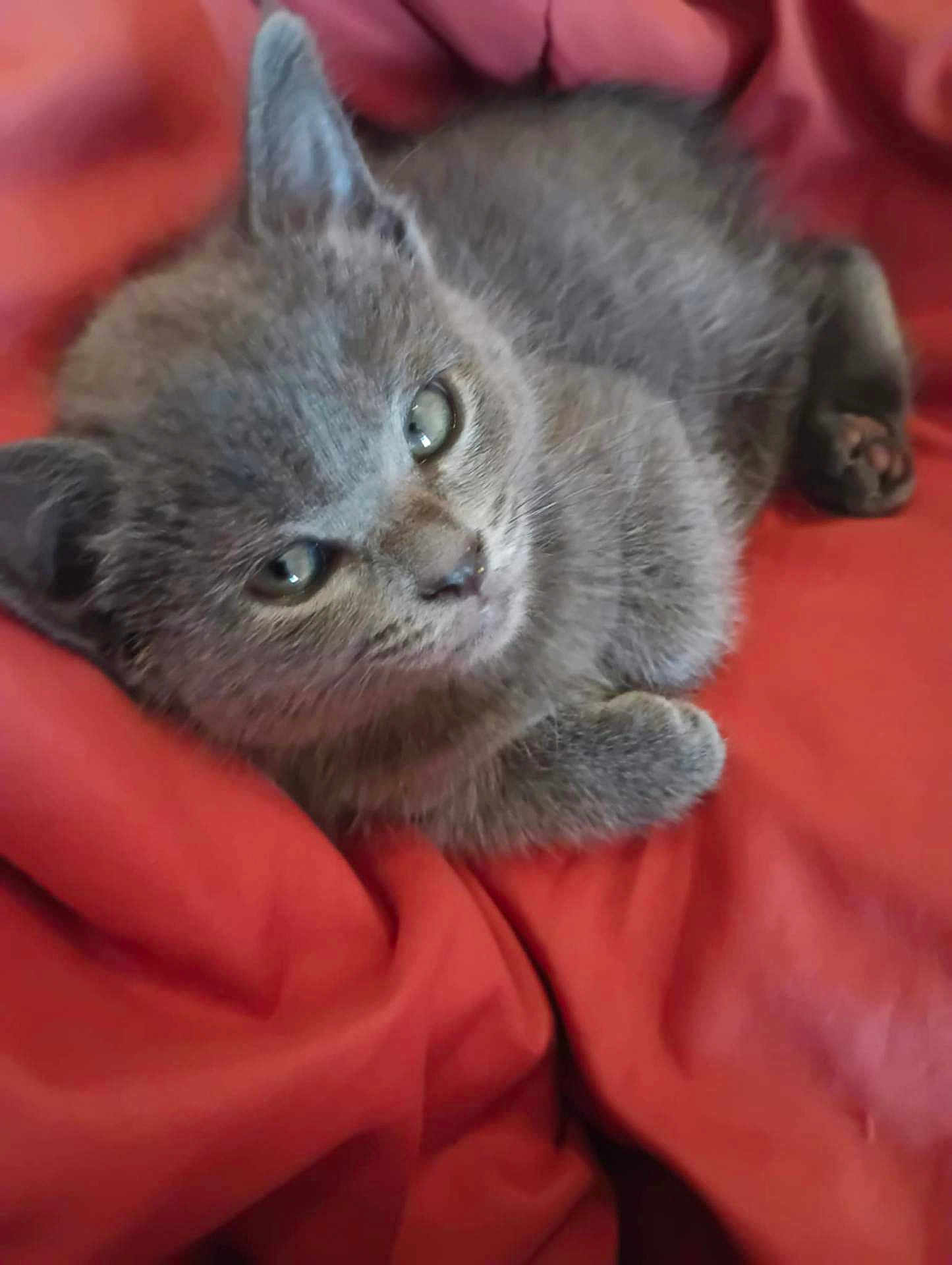 Ella Gene is registered to the contest to win money with this photo: animal, blanket, cat, close_up, cozy, cute, domestic, fur, gray_fur, indoor, kitten, paw, pet, red, resting, sleepy, small, soft, whiskers, young