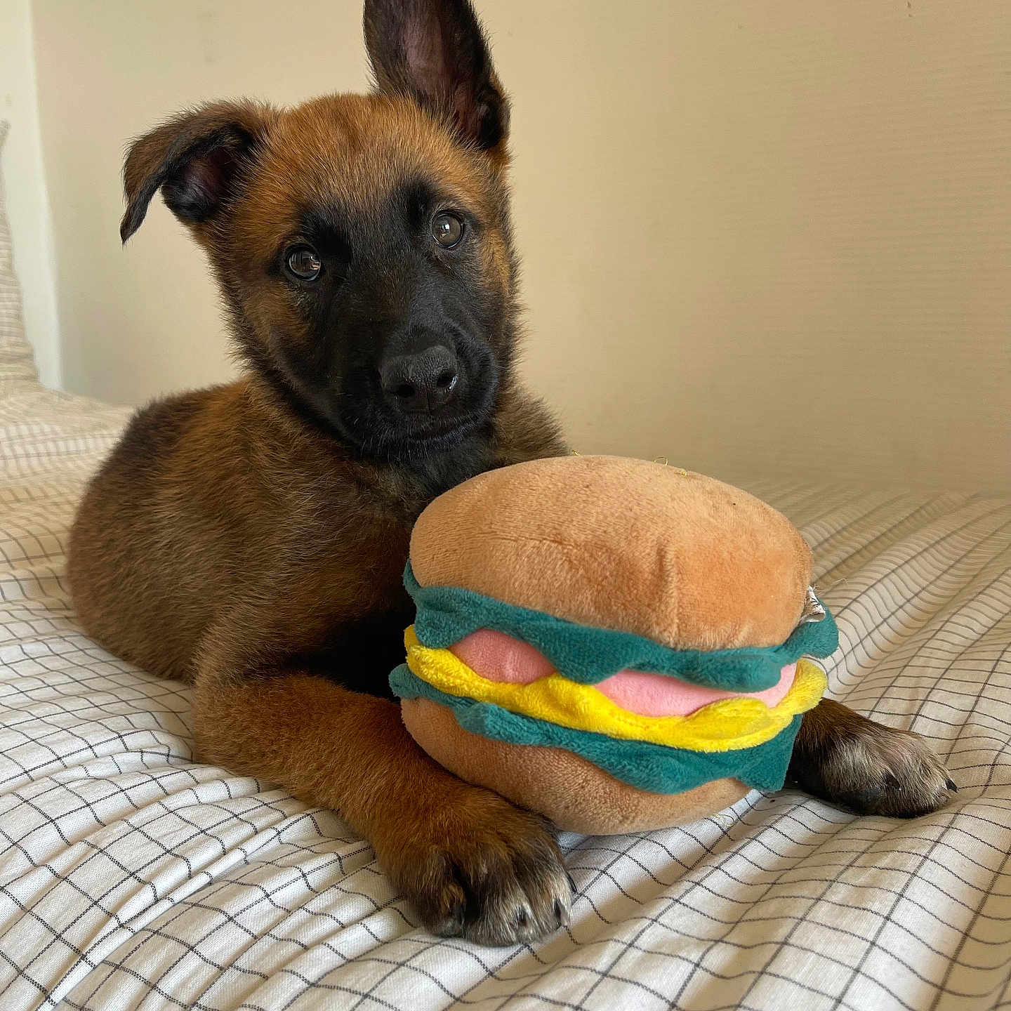 Alba participe au concours pour gagner de l'argent avec cette photo : animal, bed, blanket, bulldog, burger, canine, cat, couch, cushion, dog, dogbed, food, furniture, germanshepherd, homedecor, hound, pet, policedog, puppy, snout