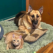 Rex is registered to the contest to win money with this photo: animals, brown, cat, collar, companion, cozy, dog, ears_up, furniture, german_shepherd, green, indoor, looking_at_camera, orange_tabby, pet, pillow, resting, rug, toy, wooden_floor