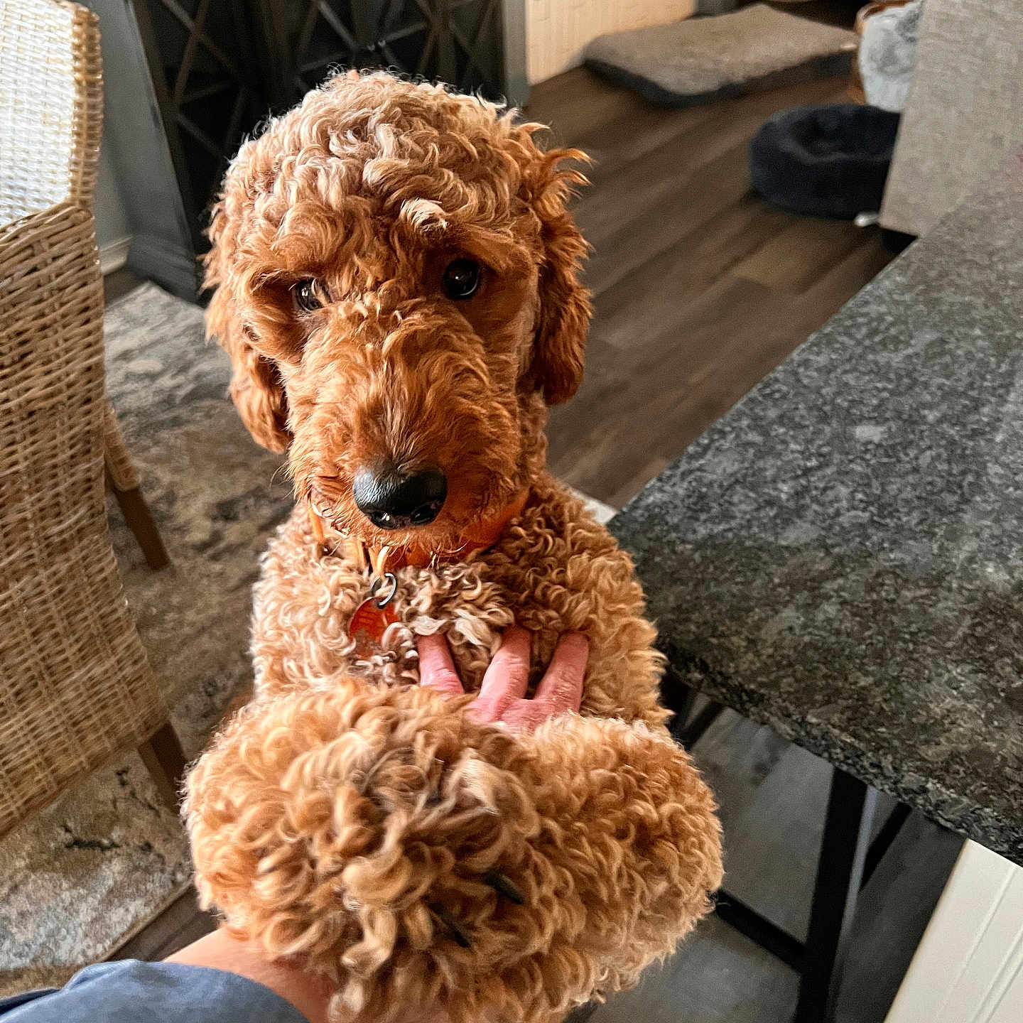 Cali joined the competition — help win amazing prizes! brown_fur, close_up, countertop, curly_hair, dog, domestic_animal, floor_rug, flooring, friendly, furniture, handshake, home, human_hand, indoor, kitchen, living_space, pet, portrait, wicker_chair, wood_floor