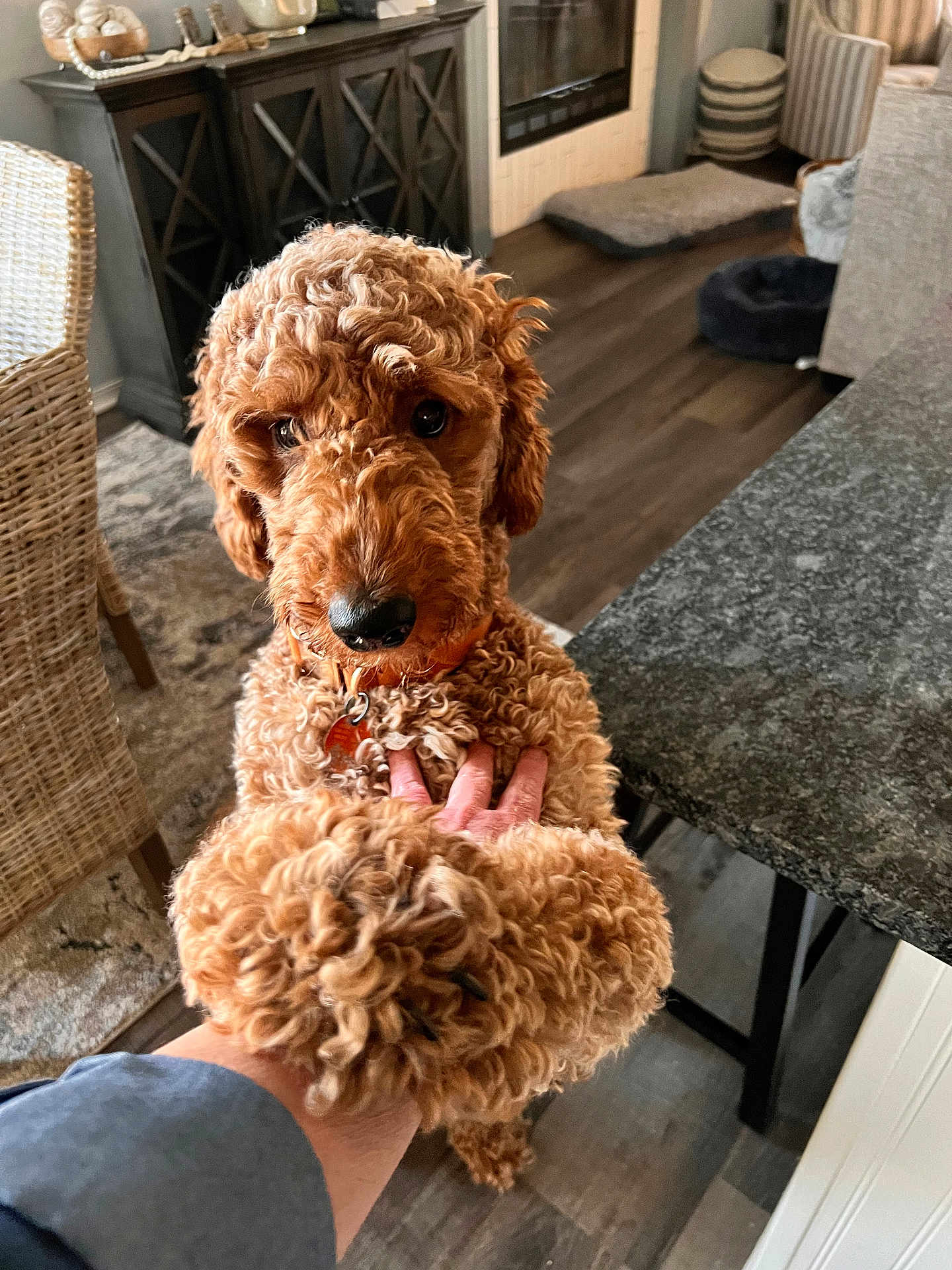 Cali joined the competition — help win amazing prizes! dog, curly_hair, handshake, indoor, kitchen, countertop, wicker_chair, flooring, pet, domestic_animal, brown_fur, human_hand, friendly, close_up, portrait, floor_rug, home, furniture, wood_floor, living_space