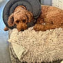 Cali is registered to the contest to win money with this photo: dog, pet_bed, blanket, curly_hair, brown_dog, indoor, flooring, wood_floor, comfort, relaxed, collar, donut_collar, fur, canine, resting, cozy, shaggy, home, tiled_wall, animal