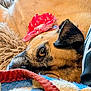 dog, bow, blanket, resting, closeup, fur, brown, cozy, pet, animal, ear, face, soft, texture, comfort, lying_down, cute, indoor, relaxed, warm