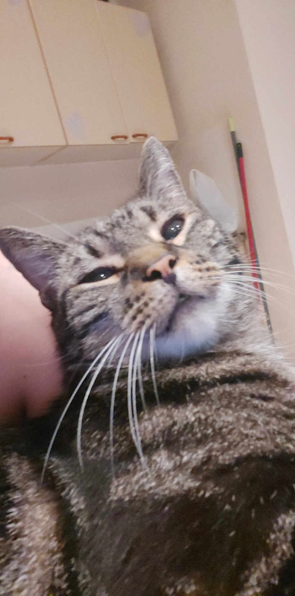 Bandit participe au concours pour gagner de l'argent avec cette photo : cat, tabby, indoor, close_up, pet, animal, fur, whiskers, face, relaxed, cabinet, broom, household, feline, portrait, domestic, cute, mammal, close_range, blur